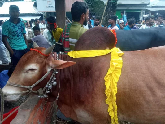 তেলিগাতী বাজারের হাটে প্রচুর গরু, ছাগল ও ভেড়া উঠছে