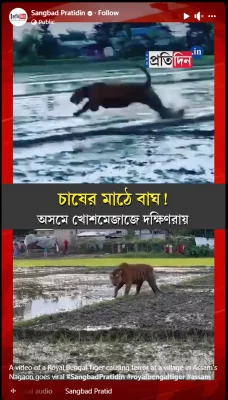 চাষের জমিতে বাঘ দেখা যাওয়ার ঘটনাটি আসামের। ছবি: ভারতের সংবাদমাধ্যম সংবাদ প্রতিদিন 