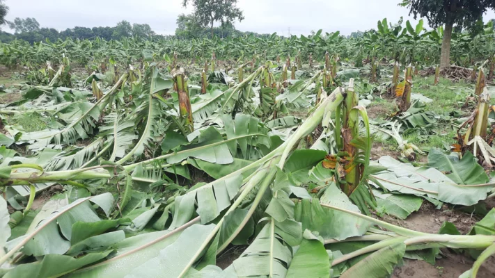 কেটে ফেলা হলো ৪০ বিঘা জমির কলাগাছ