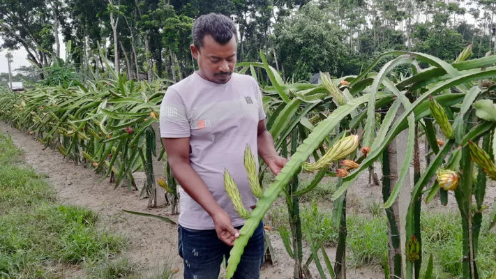 এ মাসের এই কদিনেই প্রায় ৪ লাখ টাকার ড্রাগন বিক্রি হয়েছে রিয়াজ মোর্শেদের বাগানে। ছবি: আজকের পত্রিকা