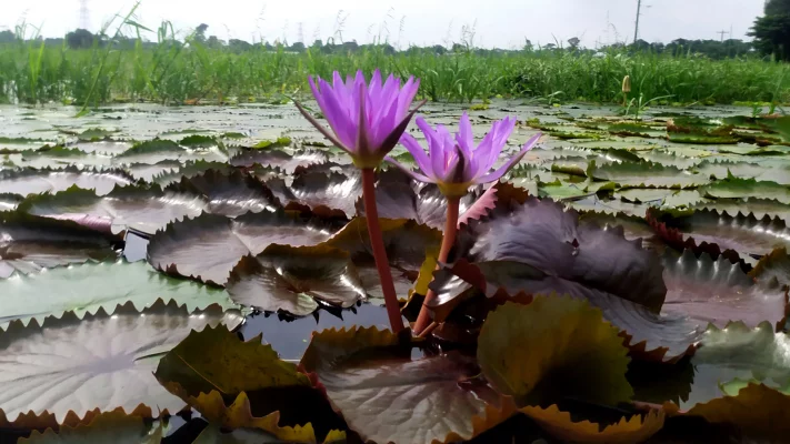 মুগ্ধতা ছড়ানো নীল শাপলা। ছবি: আজকের পত্রিকা