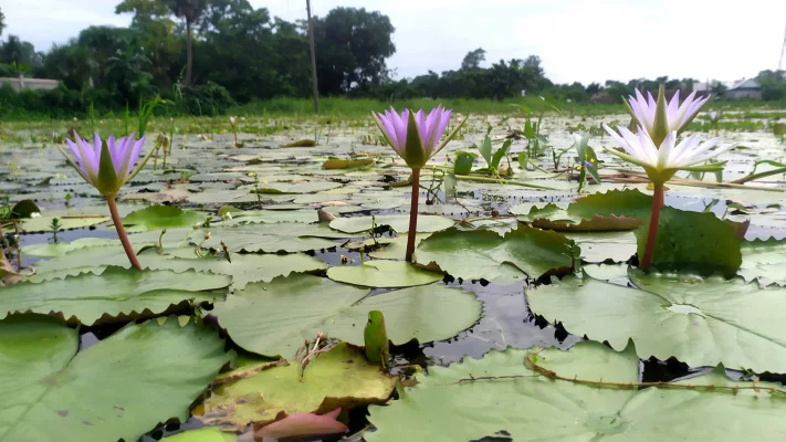 মুগ্ধতা ছড়ানো নীল শাপলা। ছবি: আজকের পত্রিকা