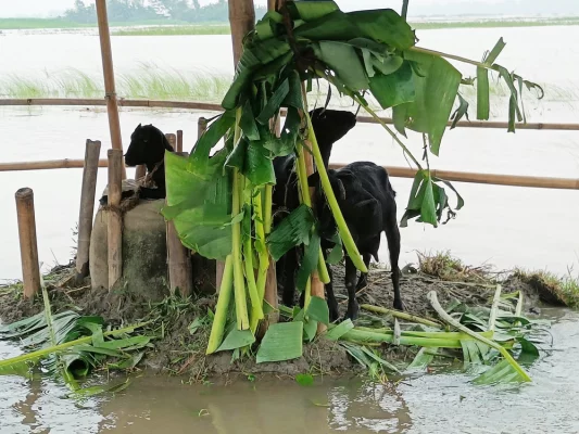 সিরাজগঞ্জ সদর উপজেলার কাওয়াকোলা চরের বন্যানিয়ন্ত্রণ বাঁধসহ বিভিন্ন উঁচু স্থানে রাখা হয়েছে গবাদিপশু। ছবি: ফেসবুক থেকে সংগৃহীত