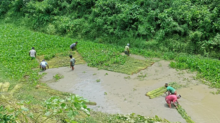 খাল বিলে পানি কম, গাংনীতে পাট জাগ নিয়ে বিপাকে চাষিরা। ছবি: আজকের পত্রিকা