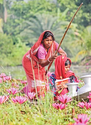 উত্তর সাতলা গ্রামে প্রায় ১০ হাজার একর জলাভূমিতে শাপলা জন্মে