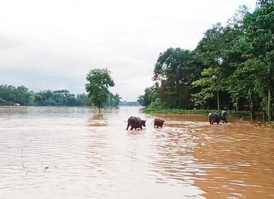 কমলগঞ্জের পতনঊষার ইউনিয়নে খাবারের খোঁজে পানির মধ্যে মহিষ নিয়ে যাচ্ছেন কৃষক