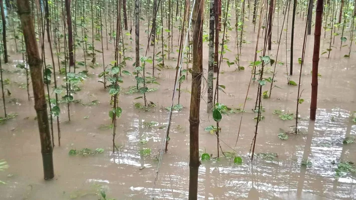 ফকিরহাটে জোয়ারে নিম্নাঞ্চল প্লাবিত। ছবি: আজকের পত্রিকা