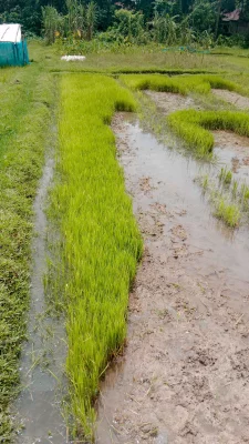 কমলগঞ্জ উপজেলার শহীদনগর বাজারের বিভিন্ন স্থান থেকে চারা সংগ্রহ করে টমটম যোগে নিয়ে যাচ্ছেন কৃষক। ছবি: আজকের পত্রিকা