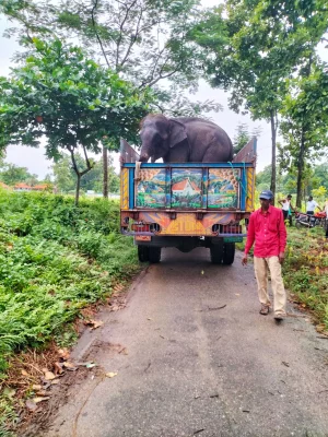 ট্রাকে করে হাতিটিকে নামানো হয়। ছবি: আজকের পত্রিকা