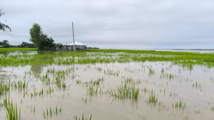 তিস্তার পানিতে তলিয়ে গেছে নীলফামারীর ডিমলা উপজেলার খড়িবাড়ী চরের ফসলি খেত