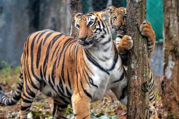 ভারতের একটি জঙ্গলে রয়েল বেঙ্গল টাইগার। ছবি: এএফপি