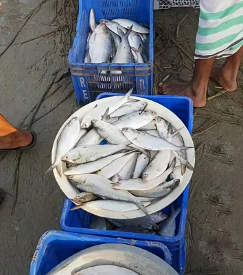 যমুনা নদী থেকে ধরা ইলিশ মাছ। ছবি: আজকের পত্রিকা