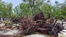 ঘূর্ণিঝড় রিমাল: ৩ দিনে সুন্দরবনে ৯৬ হরিণসহ ১০১ প্রাণীর মৃতদেহ উদ্ধার 