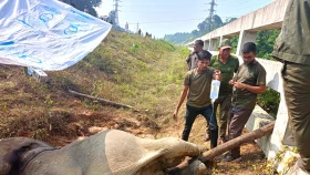 কাদাপানির কারণে আহত হাতিটির কাছে যেতে পারছে না উদ্ধারকারী যান, চলছে চিকিৎসা