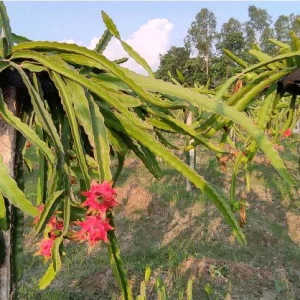 ঠাকুরগাঁওয়ে ৭ প্রজাতির বিদেশি ফলের চাষ