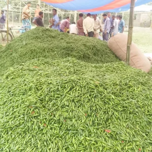 এক দিনের ব্যবধানে গাংনীতে মরিচের দাম কমল ১২০ টাকা, হতাশ চাষিরা