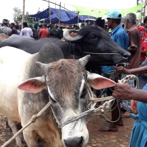 কোরবানি ঈদে মহাসড়কের পাশে বসা ২১৭টি পশুর হাট না বসাতে নির্দেশনা