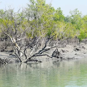 সুন্দরবনে সুপেয় পানি সরবরাহের নির্দেশ