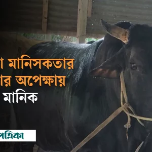 কালা মানিককে কিনলেই ২০ কেজি ওজনের কাঞ্চন ফ্রি