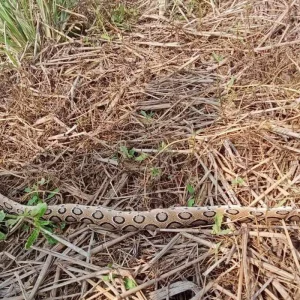 হরিরামপুরের চরাঞ্চলে রাসেল’স ভাইপারের উপদ্রব, আতঙ্কে কৃষক