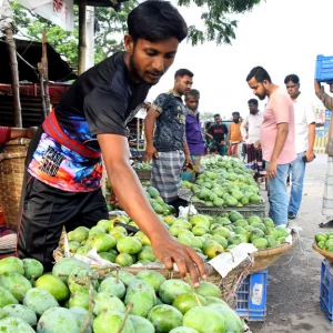 রাজশাহীতে এবার আমের বেশ দাম