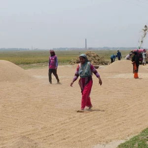 ধানের বাম্পার ফলনেও হাসি নেই কৃষকের