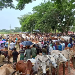 চাঁদপুরে কোরবানির পশুহাটে মূল ক্রেতা মৌসুমি ব্যাপারীরা 