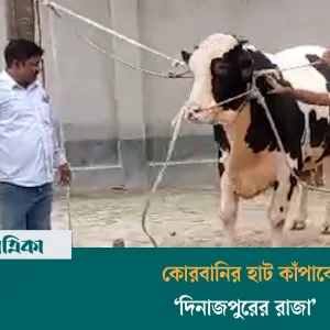 ১৪শ কেজির ‘দিনাজপুরের রাজা’ আসছে কোরবানির হাটে, দাম ১৮ লাখ