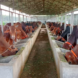 শ্রীপুরে চাহিদার তুলনায় কম পশু প্রস্তুত কোরবানির জন্য