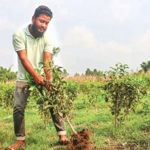 চা ছেড়ে আম ও মসলায় পঞ্চগড়ের চাষিরা