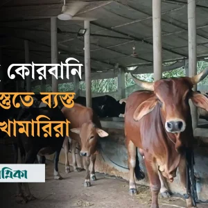 মানিকগঞ্জের ঘিওরে কোরবানি সামনে রেখে গরু প্রস্তুত করছেন স্থানীয় খামারিরা