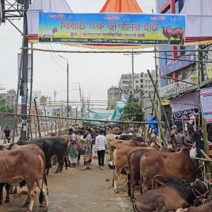 কেরানীগঞ্জে পশুর হাটে দর কষাকষি বেশি, বিক্রি কম