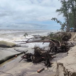 কক্সবাজার সৈকতে তীব্র ভাঙনে উপড়ে পড়ছে ঝাউগাছ