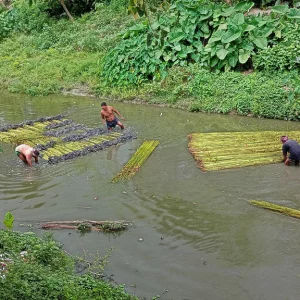 খাল বিলে পর্যাপ্ত পানি নেই, গাংনীতে পাট জাগ নিয়ে বিপাকে চাষিরা