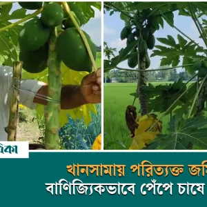 খানসামায় পরিত্যক্ত জমিতে বাণিজ্যিকভাবে পেঁপে চাষে সাফল্য