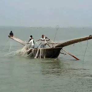 ভরা মৌসুমেও ইলিশের দেখা নেই মেঘনায়