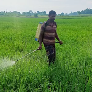 গাংনীতে ধান গাছে মাজরা ও গোড়া পচা রোগ, সুফল মেলে না কীটনাশকে