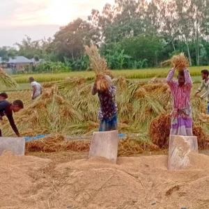 নীলফামারীতে আগাম আমন কাটার ধুম, খেতেই বিক্রি