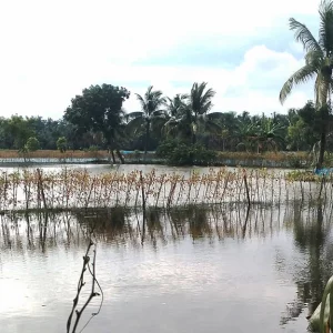 নদীর পানি উপচে প্লাবিত কেশবপুর, ফসলের খতির শঙ্কায় কৃষকেরা 