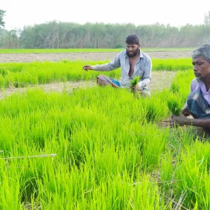 বন্যায় নষ্ট আউশ ধান থেকে গজানো চারায় আমন চাষ, ফলন নিয়ে শঙ্কা