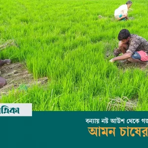 বন্যায় নষ্ট আউশ থেকে গজানো চারায় আমন চাষের চেষ্টা, ফলন নিয়ে অনিশ্চয়তা