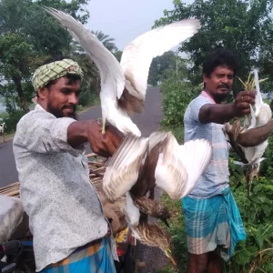 পাখিপ্রেমীর ভালোবাসায় মুক্ত হয়ে আকাশে ডানা মেলল ৪০ বক