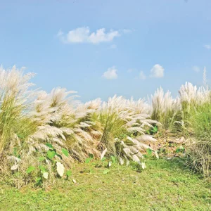 নগরের পাশে কাশবন