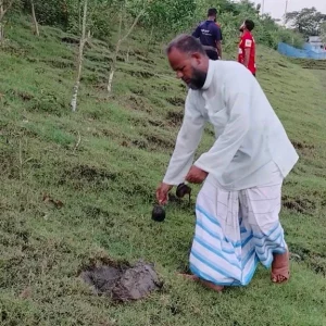 কলাপাড়ায় ১ লাখ তালের চারা রোপণের উদ্যোগ কৃষক কামালের