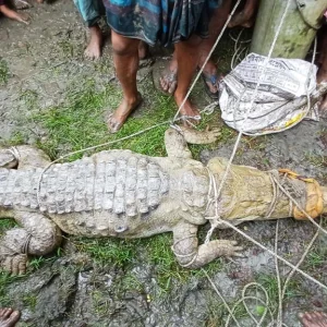 রায়পুরে চরের পুকুর থেকে কুমির উদ্ধার