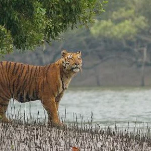 গণনার ফল প্রকাশ: সুন্দরবনে বাঘের সংখ্যা বেড়েছে