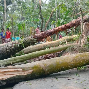 ঘূর্ণিঝড় দানার প্রভাবে কুয়াকাটায় ১৩ ঘর বিধ্বস্ত, ব্যাপক ক্ষয়ক্ষতি