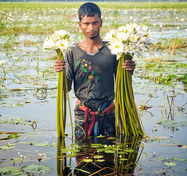 বিল থেকে শাপলা তুলেছে এক কিশোর