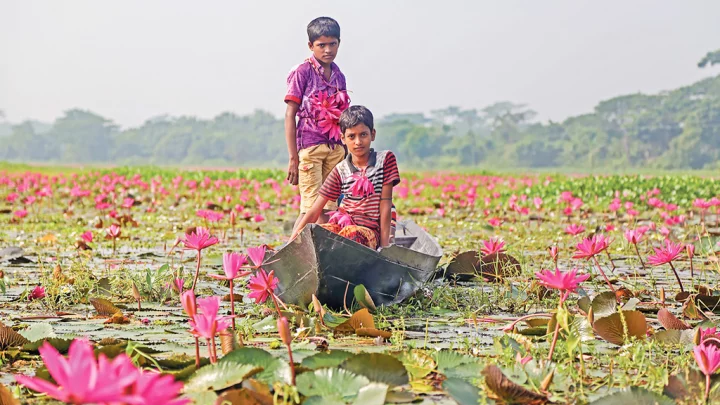 উত্তর সাতলা গ্রামে প্রায় ১০ হাজার একর জলাভূমিতে শাপলা জন্মে