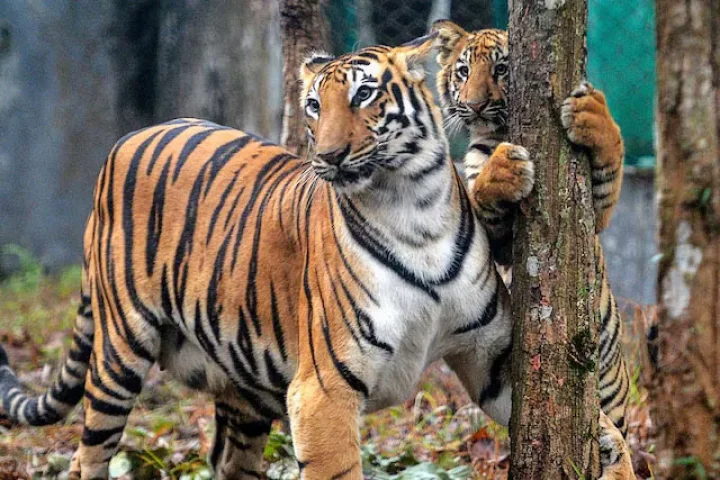 ভারতের একটি জঙ্গলে রয়েল বেঙ্গল টাইগার। ছবি: এএফপি